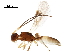  (Ecphylus Malaise6210 - BIOUG44359-H06)  @14 [ ] CreativeCommons - Attribution (2019) CBG Photography Group Centre for Biodiversity Genomics
