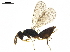  (Pnigalio Malaise3886 - BIOUG44362-A09)  @14 [ ] CreativeCommons - Attribution (2019) CBG Photography Group Centre for Biodiversity Genomics