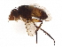  (Siphona Janzen4029 - BIOUG49960-B11)  @14 [ ] CreativeCommons - Attribution (2021) CBG Photography Group Centre for Biodiversity Genomics