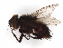  ( - BIOUG49962-A04)  @11 [ ] CreativeCommons - Attribution (2021) CBG Photography Group Centre for Biodiversity Genomics
