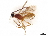  (Clinocentrus Malaise6798 - BIOUG49970-G07)  @11 [ ] CreativeCommons - Attribution (2021) CBG Photography Group Centre for Biodiversity Genomics