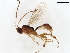  (Mesochorus doscero - BIOUG49837-G07)  @14 [ ] CreativeCommons - Attribution (2021) CBG Photography Group Centre for Biodiversity Genomics