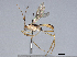  ( - BIOUG58134-G03)  @11 [ ] CreativeCommons - Attribution (2021) CBG Photography Group Centre for Biodiversity Genomics