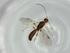  (Heterospilus Malaise3509 - BIOUG64099-H11)  @11 [ ] CreativeCommons - Attribution (2021) Centre for Biodiversity Genomics Centre for Biodiversity Genomics