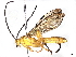 (Neotheronia Malaise1874 - BIOUG62363-H01)  @11 [ ] CreativeCommons - Attribution (2022) CBG Photography Group Centre for Biodiversity Genomics