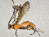 (Digonogastra Malaise1192 - BIOUG63965-H07)  @11 [ ] CreativeCommons - Attribution Share-Alike (2023) CBG Photography Group Centre for Biodiversity Genomics