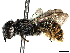  (Heriades bruneri - BIOUG63969-A08)  @11 [ ] CreativeCommons - Attribution (2022) CBG Photography Group Centre for Biodiversity Genomics