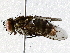  ( - BIOUG73017-C09)  @11 [ ] CreativeCommons - Attribution (2021) CBG Photography Group Centre for Biodiversity Genomics