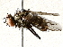 ( - BIOUG73017-F01)  @11 [ ] CreativeCommons - Attribution (2021) CBG Photography Group Centre for Biodiversity Genomics
