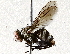  ( - BIOUG73017-F03)  @11 [ ] CreativeCommons - Attribution (2021) CBG Photography Group Centre for Biodiversity Genomics