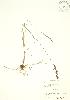 ( - SNEW040_A)  @11 [ ] Copyright (2009) Unspecified University of Guelph BIO Herbarium