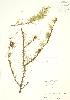  ( - PHK 023)  @11 [ ] Copyright (2009) Unspecified University of Guelph BIO Herbarium