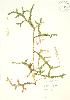  ( - PHK 015)  @11 [ ] Copyright (2009) Unspecified University of Guelph BIO Herbarium