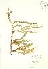  ( - PHK 014)  @11 [ ] Copyright (2009) Unspecified University of Guelph BIO Herbarium