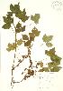  ( - PHK 007)  @11 [ ] Copyright (2009) Unspecified University of Guelph BIO Herbarium