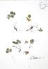  ( - SNEW001_A)  @11 [ ] Copyright (2009) Unspecified University of Guelph BIO Herbarium