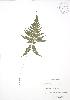  ( - SNEW004_A)  @11 [ ] Copyright (2009) Unspecified University of Guelph BIO Herbarium