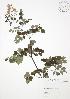  ( - SNEW045_A)  @11 [ ] Copyright (2009) Unspecified University of Guelph BIO Herbarium