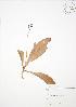  ( - SNEW061_B)  @11 [ ] Copyright (2009) Unspecified University of Guelph BIO Herbarium