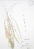  ( - SNEW015_A)  @11 [ ] Copyright (2009) Unspecified University of Guelph BIO Herbarium