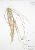  ( - SNEW015_B)  @11 [ ] Copyright (2009) Unspecified University of Guelph BIO Herbarium