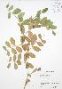  ( - SNEW016_A)  @11 [ ] Copyright (2009) Unspecified University of Guelph BIO Herbarium