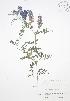  ( - SNEW022_A)  @11 [ ] Copyright (2009) Unspecified University of Guelph BIO Herbarium