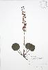  ( - SNEW027_A)  @11 [ ] Copyright (2009) Unspecified University of Guelph BIO Herbarium