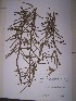  (Mimosa debilis - IBOLSeijo-120)  @11 [ ] Copyright (2016) IBONE IBONE
