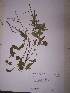  (Desmodium incanum - IBOLSeijo-20)  @11 [ ] Copyright (2016) IBONE IBONE