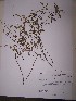  (Mimosa paupera - IBOLSeijo-26)  @11 [ ] Copyright (2016) IBONE IBONE