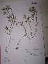  ( - IBOLSeijo-36)  @11 [ ] Copyright (2016) IBONE IBONE