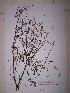  (Aeschynomene erecto - IBOLSeijo-54)  @11 [ ] Copyright (2016) IBONE IBONE