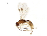  ( - BIOUG44835-C06)  @11 [ ] CreativeCommons - Attribution (2019) CBG Photography Group Centre for Biodiversity Genomics