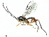  ( - BIOUG58142-F02)  @11 [ ] CreativeCommons - Attribution (2021) CBG Photography Group Centre for Biodiversity Genomics