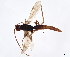  (Ondigus Malaise3364 - BIOUG46577-F06)  @11 [ ] CreativeCommons - Attribution (2020) CBG Photography Group Centre for Biodiversity Genomics