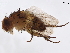  ( - BIOUG46726-F11)  @11 [ ] CreativeCommons - Attribution (2020) CBG Photography Group Centre for Biodiversity Genomics