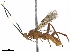  ( - BIOUG46580-F01)  @13 [ ] CreativeCommons - Attribution (2019) CBG Photography Group Centre for Biodiversity Genomics