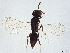  (Horismenus Malaise5386 - BIOUG57580-G02)  @11 [ ] CreativeCommons - Attribution (2022) CBG Photography Group Centre for Biodiversity Genomics