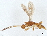  ( - BIOUG61750-C06)  @11 [ ] CreativeCommons - Attribution (2022) CBG Photography Group Centre for Biodiversity Genomics