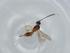  (Heterospilus malaise0737 - BIOUG61750-G01)  @11 [ ] CreativeCommons - Attribution (2021) Centre for Biodiversity Genomics Centre for Biodiversity Genomics