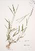  ( - JAG 0727)  @11 [ ] Copyright (2009) Unspecified University of Guelph BIO Herbarium