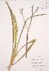  (Hemerocallis fulva - JAG 0736)  @11 [ ] Copyright (2009) Unspecified University of Guelph BIO Herbarium