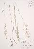  ( - JAG 0741)  @11 [ ] Copyright (2009) Unspecified University of Guelph BIO Herbarium