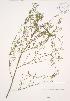  ( - JAG 0685)  @11 [ ] Copyright (2009) Unspecified University of Guelph BIO Herbarium