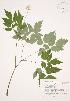  ( - JAG 0472)  @11 [ ] Copyright (2009) Unspecified University of Guelph BIO Herbarium