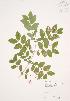  ( - JAG 0502)  @11 [ ] Copyright (2009) Unspecified University of Guelph BIO Herbarium