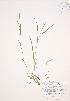  (Carex hitchcockiana - JAG 0484)  @11 [ ] Copyright (2009) Unspecified University of Guelph BIO Herbarium