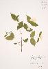  (Rhodotypos - JAG 0493)  @11 [ ] Copyright (2009) Unspecified University of Guelph BIO Herbarium