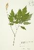  ( - JAG 0524)  @11 [ ] Copyright (2009) Unspecified University of Guelph BIO Herbarium
